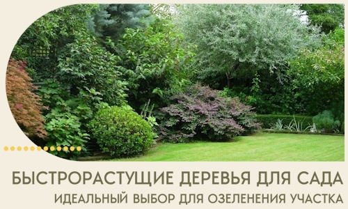 Быстрорастущие деревья для сада идеальный выбор в Пензе