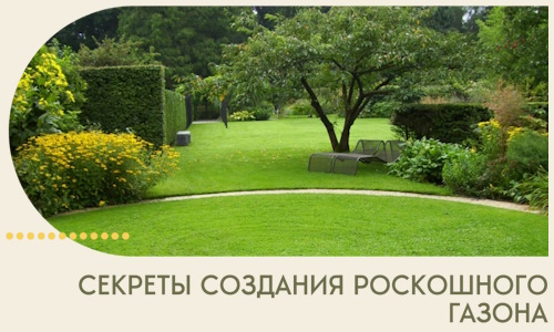 Секреты создания роскошного газона в Пензе